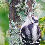 Young Woodpecker (Framed 11 X 14  6X9)  JAH-214